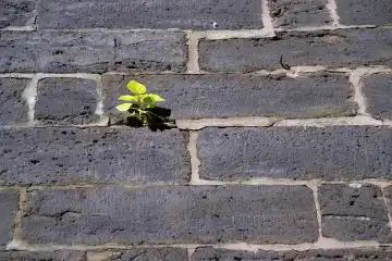 plant in a wall