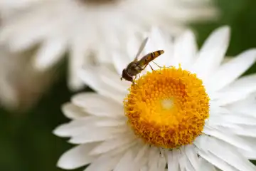 Insekt auf Blüte, Nahaufnahme
