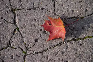 rotes Herbstblatt auf Beton