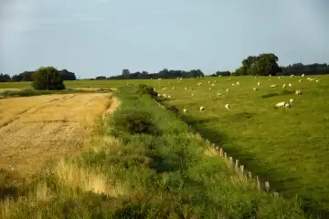 sheeps on the dyke