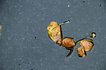 leaves in puddle