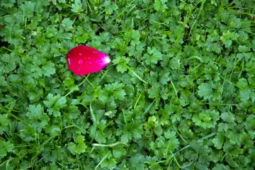 single rose petal in the grass