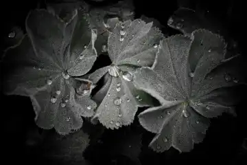 leaves of alchemilla, with dew drops, surreal