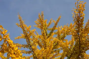 gelbe Ginkgoblätter vor blauem Himmel
