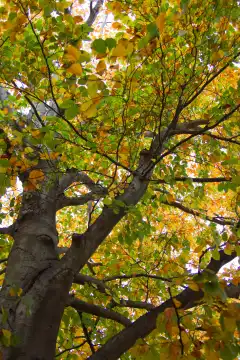 beech tree in autumn