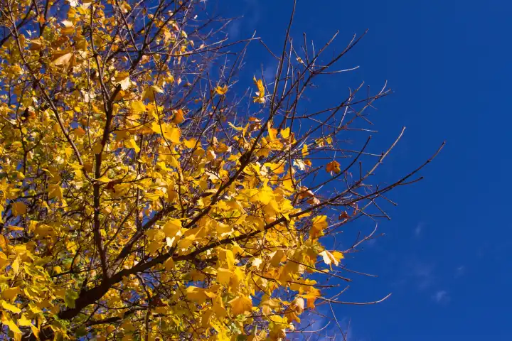 gelbe Ahornblätter im Herbst vor intensiv blauem Himmel