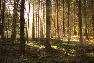 sun in the forest