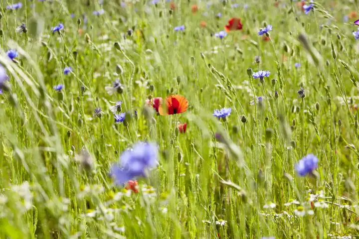 Flower meadow with wild flowers
