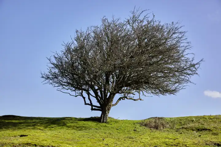 A tree whipped by the wind in front of a blue sky