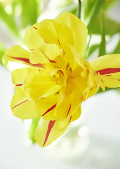 Gelbe Tulpenblüte mit roten Streifen vor unscharfem Hintergrund