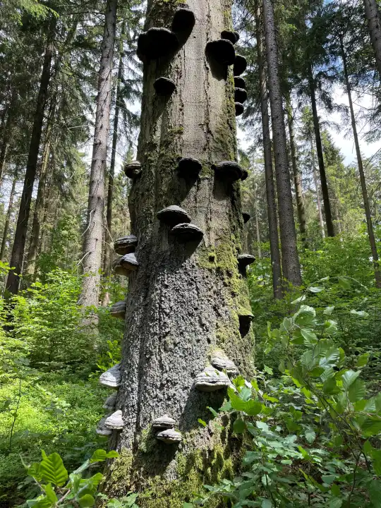 Baum-Pilze