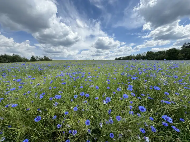 Cornflower field