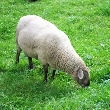 sheep on a green pasture