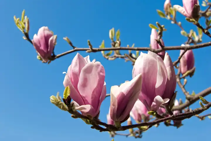 pink magnolia blossoms in spring in front of blue sky