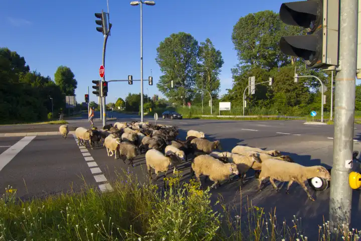 Schafherde überquert Kreuzung