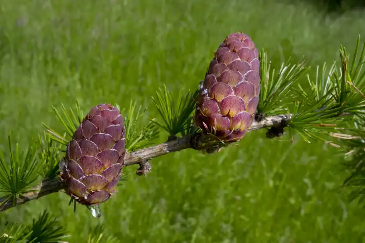 Cones; European larch; Larix decidua; family Pinaceae