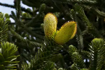 Chilenische Andentanne,Araucaria araucana