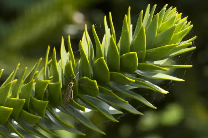 Chilenische Andentanne,Araucaria araucana