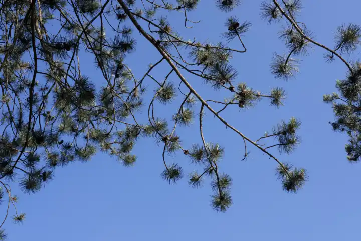 Scots pine, Pinus silvestris, class Coniferopsida, order Coniferales, family Pinaceae, subfamily Pinoideae, genus Pinus.