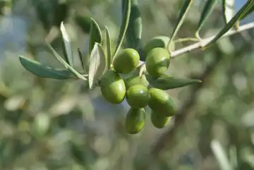 Gruene Oliven am Zweig
