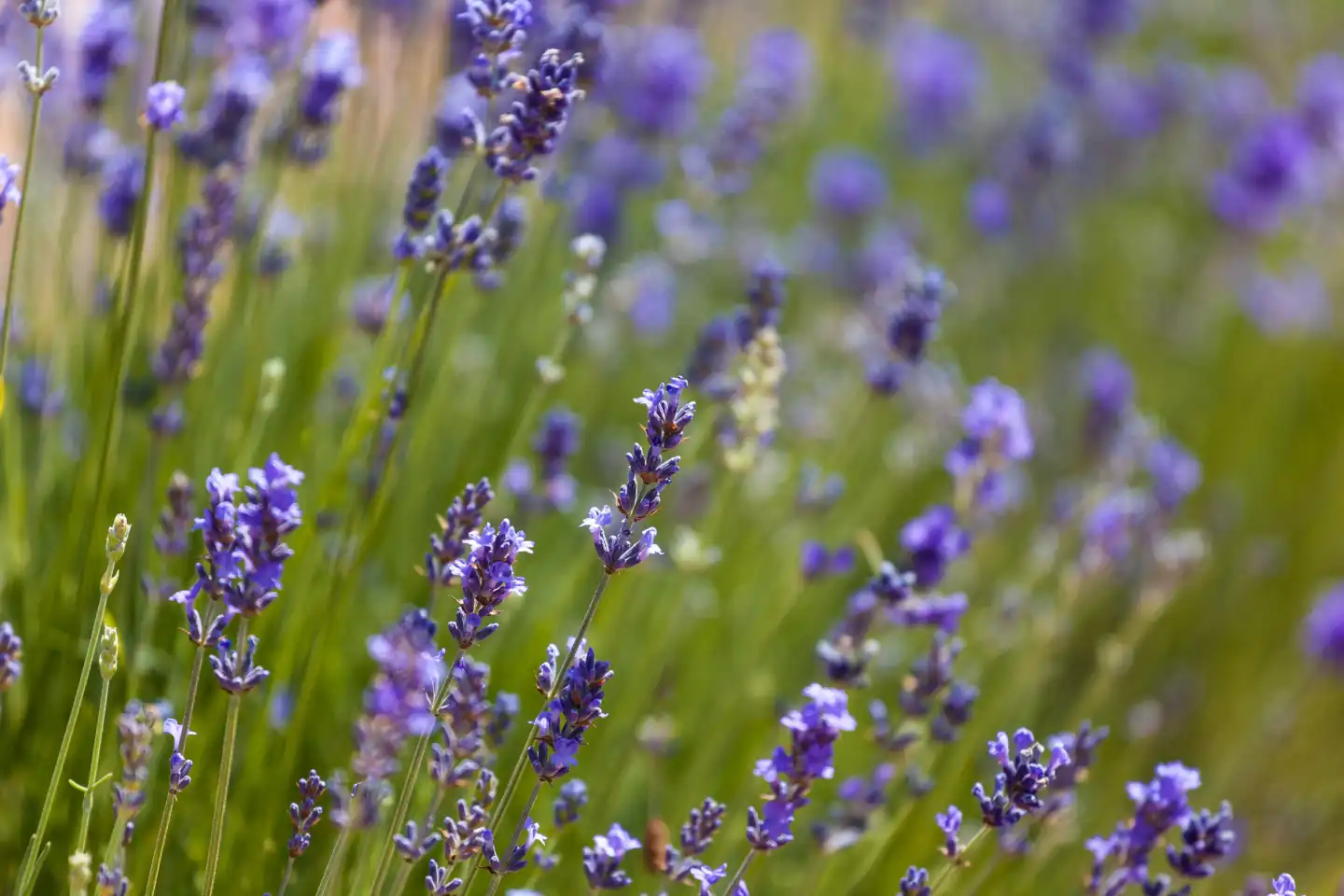 Lavender flowers in summer