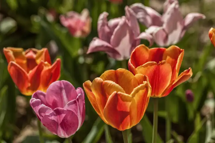 Tulips in the spring light