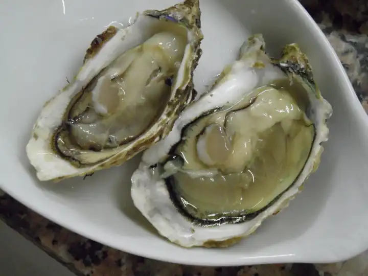 Oysters from bouzigues