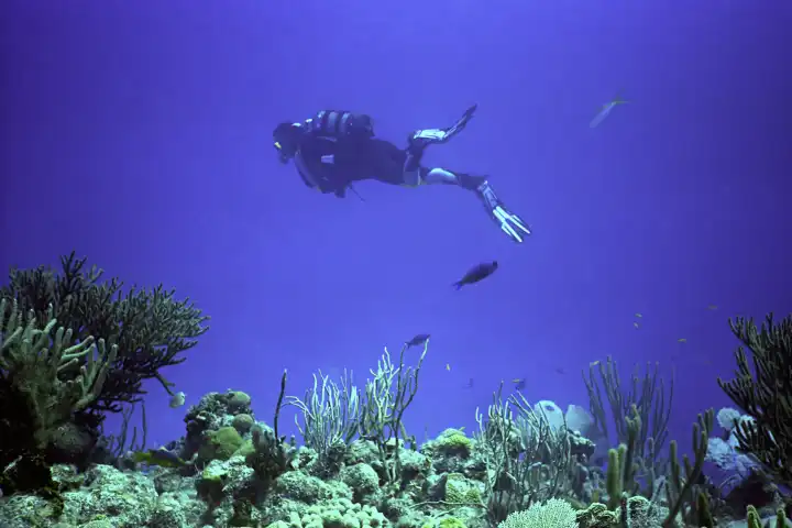 Scuba Diver at Reef Side
