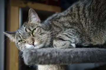junger getigerter Kater beim Entspannen, Europäisch Kurzhaar Katze