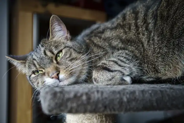 young tabby male relaxing, European shorthair cat