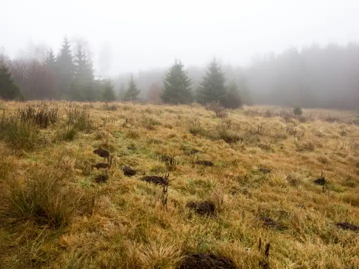 Hochmoor im Nebel