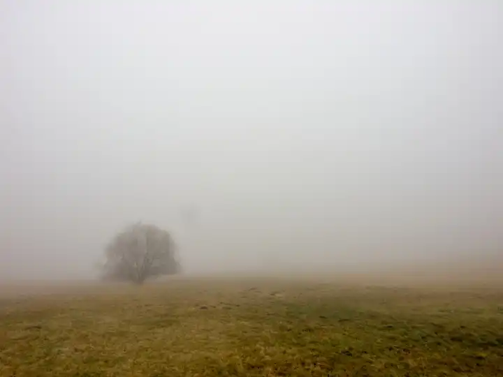 Moor in mist