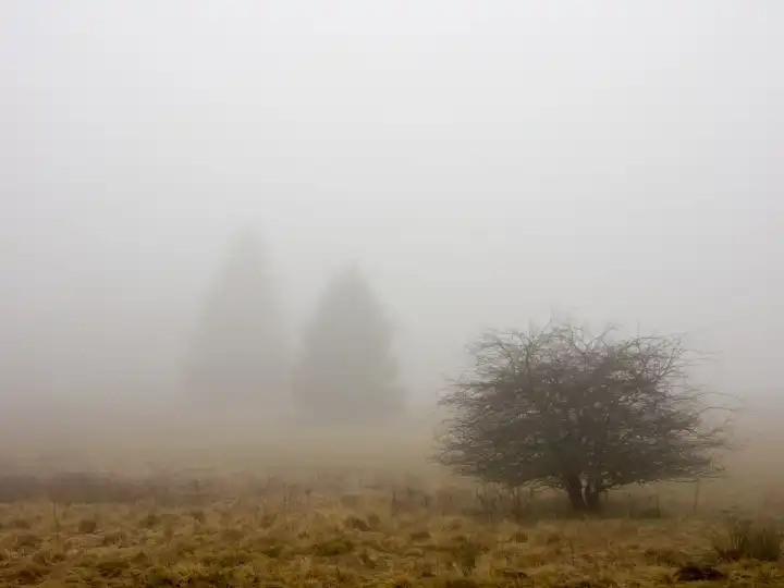 Fuchskaute im Nebel