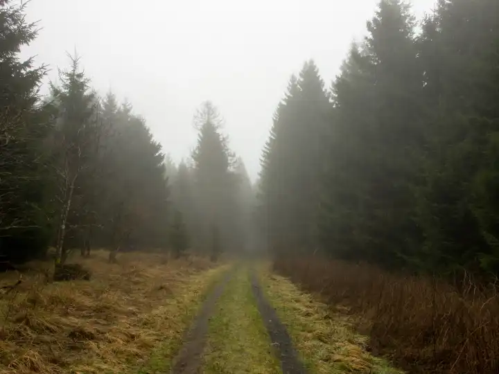 Waldweg im Nebel