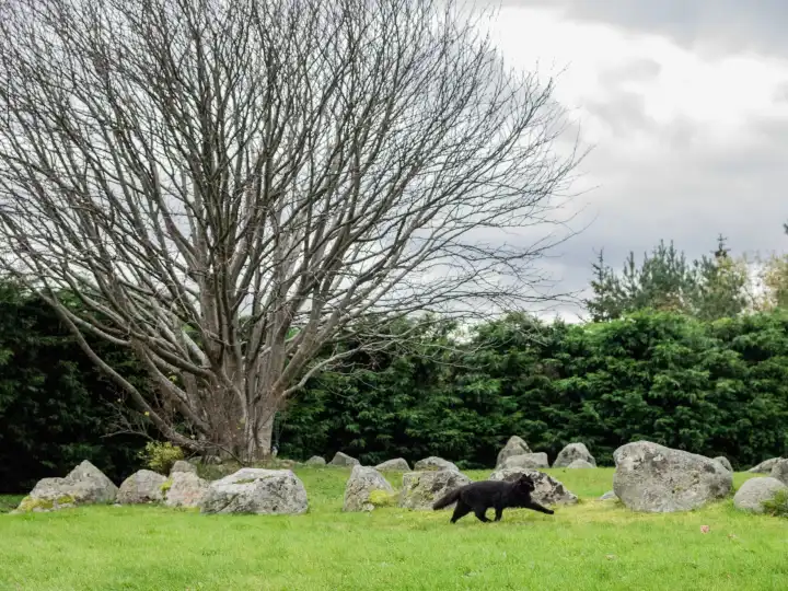 Stone Circle with black cat