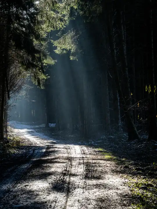 Forest path with sun rays
