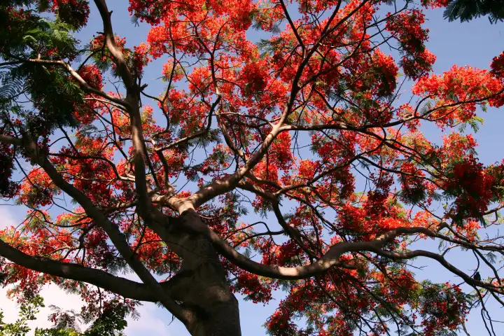 Flamboyant, blooms in the spring on the island of Mauritius
