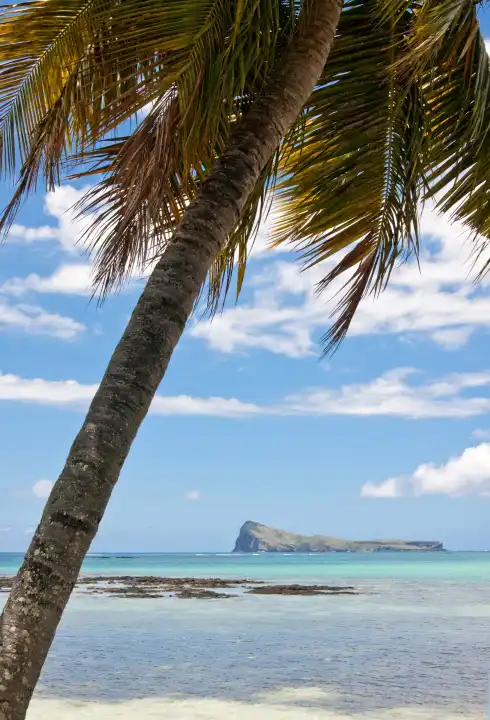 Mauritius - Palm tree in the Indian Ocean - island of Mauritius