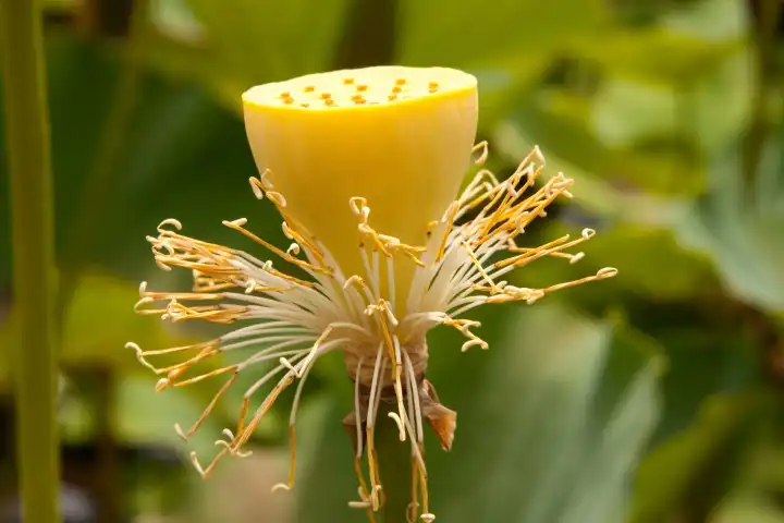Lotus fruit capsule