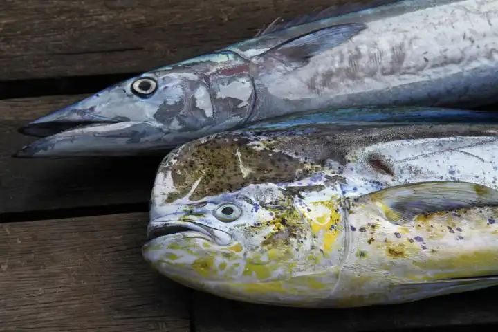 fishing mackerel and pike