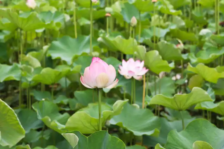 nelumbo nucifera - Indian Lotus