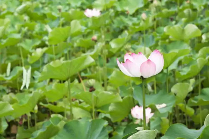 nelumbo nucifera - Indian Lotus
