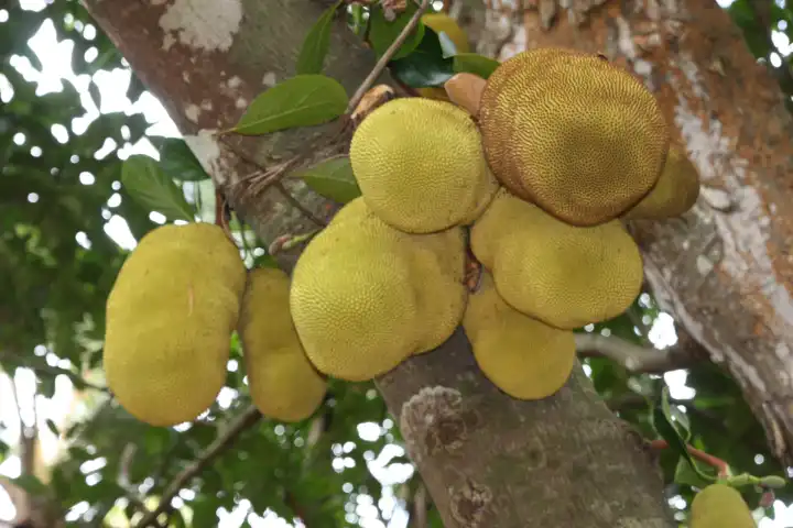 Früchte am Brotfruchtbaum
