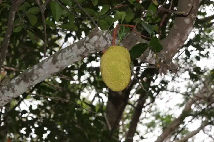 Frucht am Brotfruchtbaum