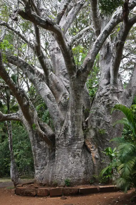 Afrikanischer Affenbrotbaum Adansonia digitata