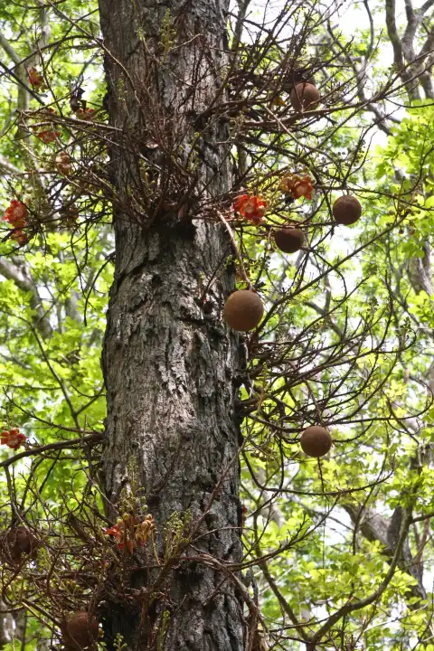 Couroupita guianensis - Cannonball tree - Couroupita guianensis
