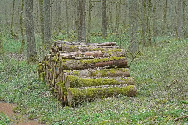 Deadwood in the forest