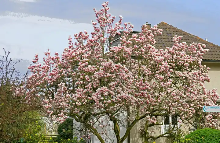 Magnolienbaum blüht