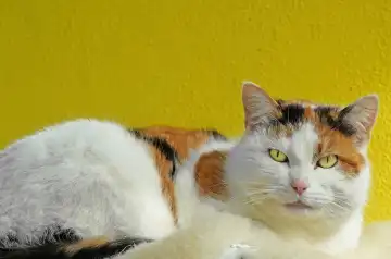 Tricolored cat