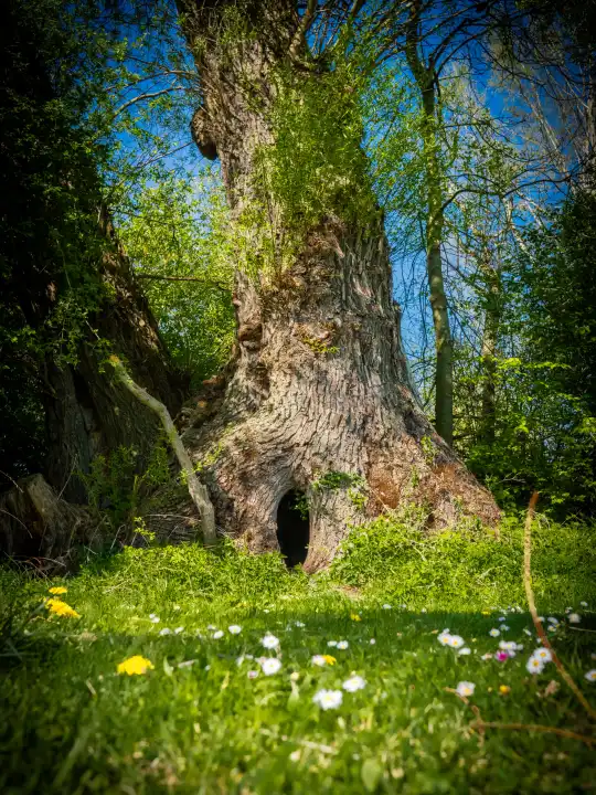 Old tree with tree hollow